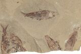 Fossil Fish (Gosiutichthys) Mortality Plate - Wyoming #212115-2